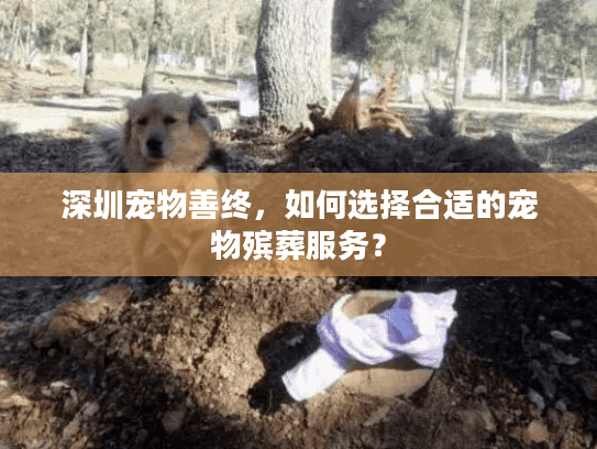 深圳宠物善终，如何选择合适的宠物殡葬服务？