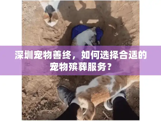 深圳宠物善终，如何选择合适的宠物殡葬服务？