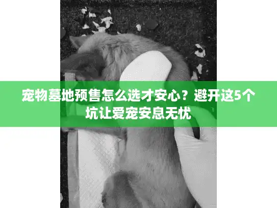 宠物墓地预售怎么选才安心？避开这5个坑让爱宠安息无忧