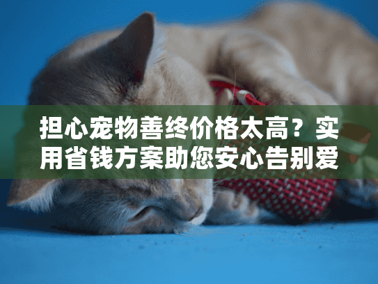 担心宠物善终价格太高？实用省钱方案助您安心告别爱宠