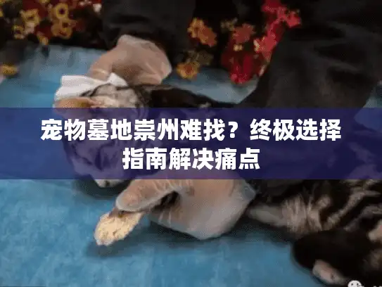 宠物墓地崇州难找?终极选择指南解决痛点 宠物墓地崇州难找?终极选择指南解决痛点