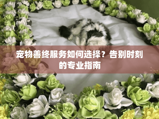 宠物善终服务如何选择？告别时刻的专业指南