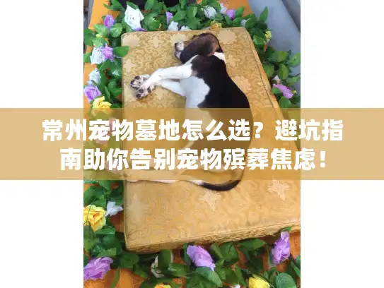常州宠物墓地怎么选？避坑指南助你告别宠物殡葬焦虑！