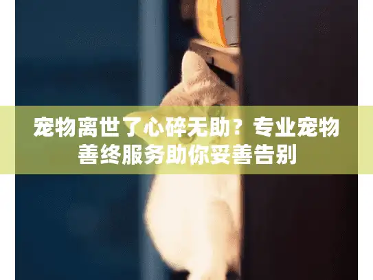宠物离世了心碎无助？专业宠物善终服务助你妥善告别