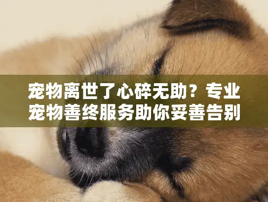 宠物离世了心碎无助？专业宠物善终服务助你妥善告别