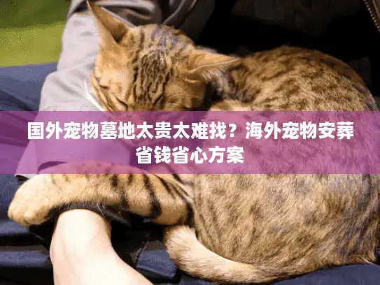国外宠物墓地太贵太难找？海外宠物安葬省钱省心方案
