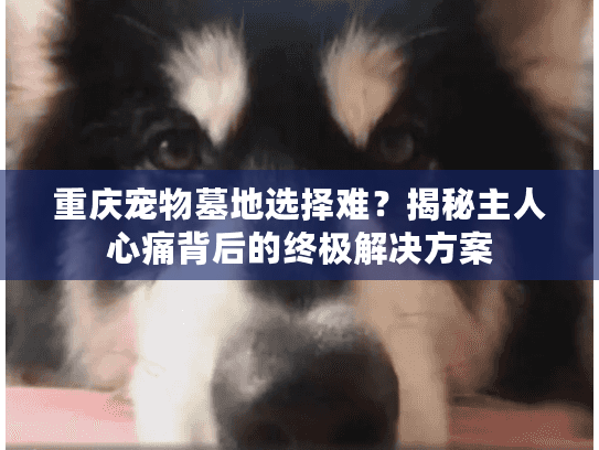 重庆宠物墓地选择难?揭秘主人心痛背后的终极解决方案 重庆宠物墓地选择难?揭秘主人心痛背后的终极解决方案