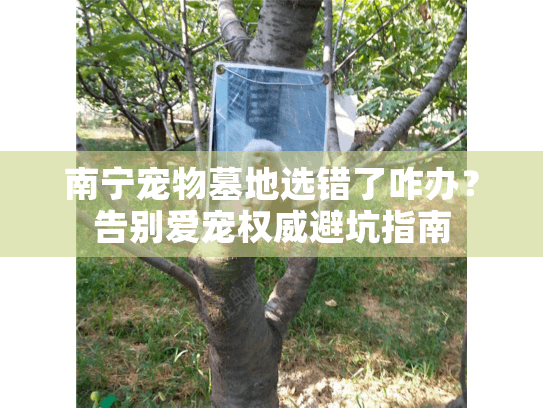 南宁宠物墓地选错了咋办？告别爱宠权威避坑指南