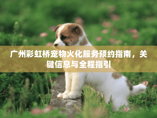 广州彩虹桥宠物火化服务预约指南，关键信息与全程指引