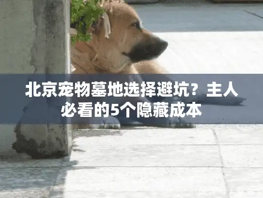 北京宠物墓地选择避坑?主人必看的5个隐藏成本 北京宠物墓地选择避坑?主人必看的5个隐藏成本