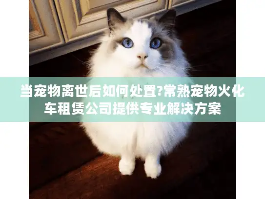 当宠物离世后如何处置?常熟宠物火化车租赁公司提供专业解决方案