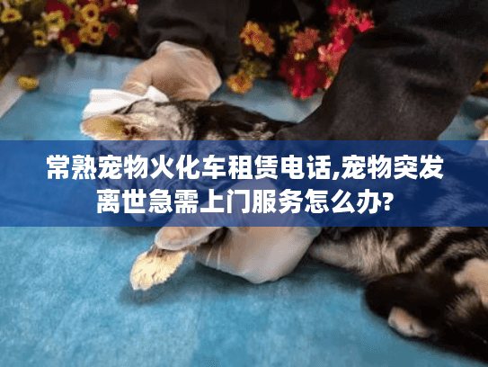 常熟宠物火化车租赁电话,宠物突发离世急需上门服务怎么办?