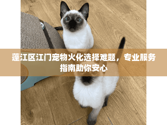 蓬江区江门宠物火化选择难题，专业服务指南助你安心