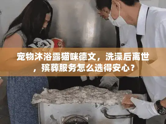 宠物沐浴露猫咪德文,洗澡后离世,殡葬服务怎么选得安心? 宠物沐浴露猫咪德文,洗澡后离世,殡葬服务怎么选得安心?
