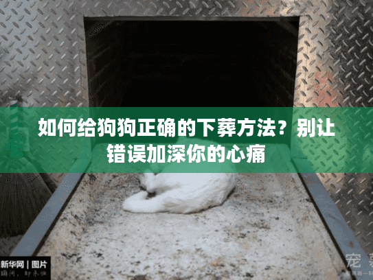 如何给狗狗正确的下葬方法？别让错误加深你的心痛