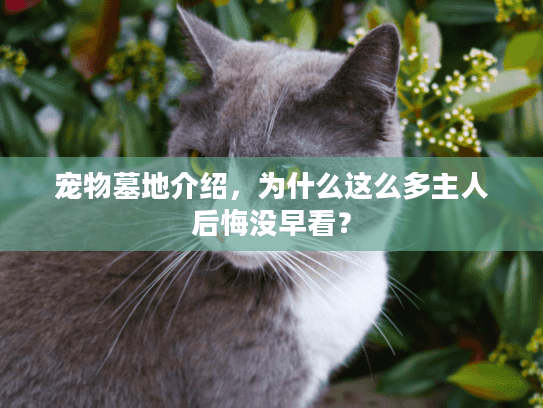 宠物墓地介绍，为什么这么多主人后悔没早看？