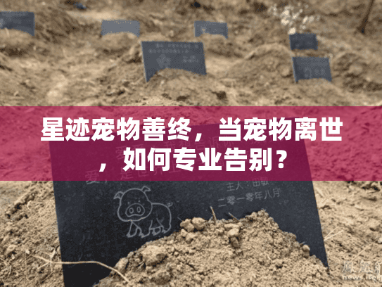 星迹宠物善终,当宠物离世,如何专业告别? 星迹宠物善终,当宠物离世,如何专业告别?
