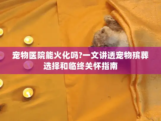 宠物医院能火化吗?一文讲透宠物殡葬选择和临终关怀指南