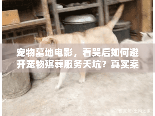 宠物墓地电影，看哭后如何避开宠物殡葬服务天坑？真实案例解密
