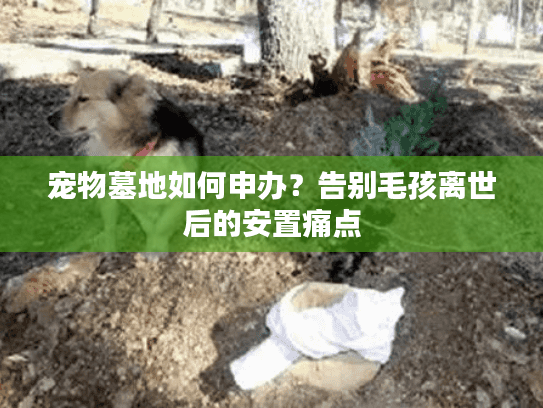 宠物墓地如何申办？告别毛孩离世后的安置痛点