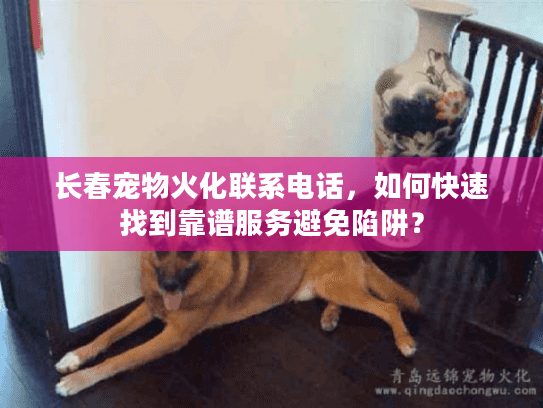 长春宠物火化联系电话，如何快速找到靠谱服务避免陷阱？