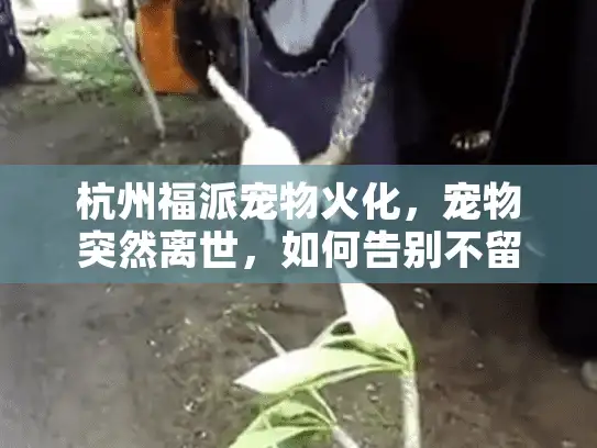 杭州福派宠物火化，宠物突然离世，如何告别不留遗憾？
