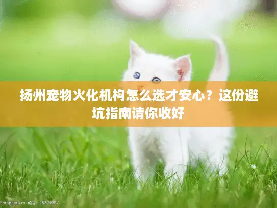 扬州宠物火化机构怎么选才安心?这份避坑指南请你收好 扬州宠物火化机构怎么选才安心?这份避坑指南请你收好