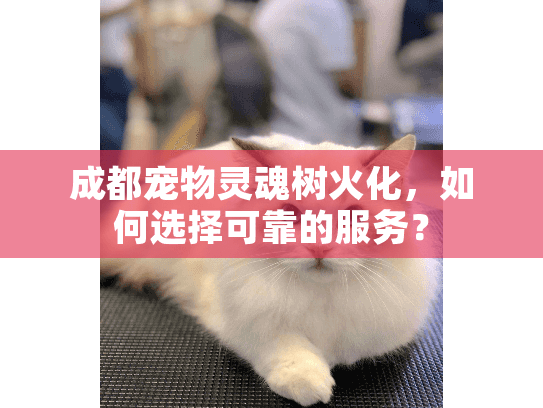 成都宠物灵魂树火化，如何选择可靠的服务？