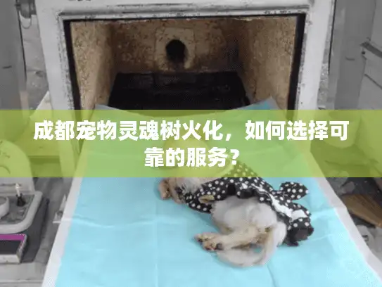 成都宠物灵魂树火化，如何选择可靠的服务？