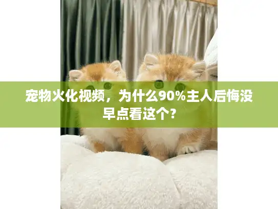 宠物火化视频，为什么90%主人后悔没早点看这个？