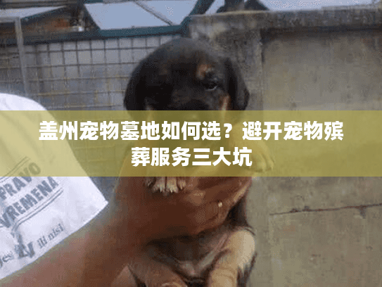 盖州宠物墓地如何选？避开宠物殡葬服务三大坑