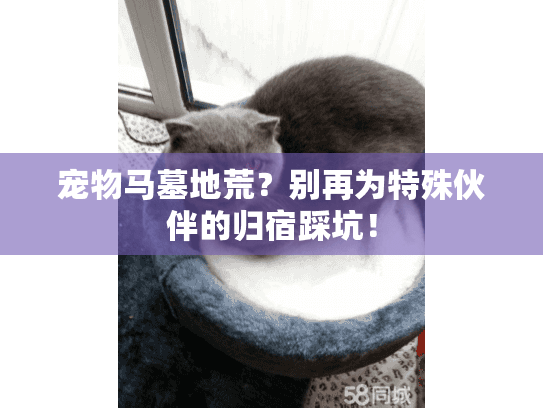 宠物马墓地荒？别再为特殊伙伴的归宿踩坑！