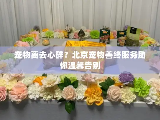宠物离去心碎？北京宠物善终服务助你温馨告别