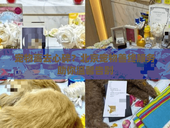 宠物离去心碎？北京宠物善终服务助你温馨告别