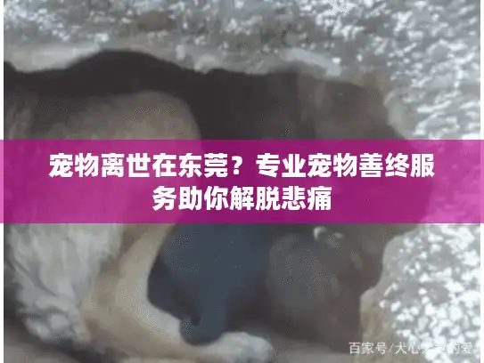 宠物离世在东莞？专业宠物善终服务助你解脱悲痛