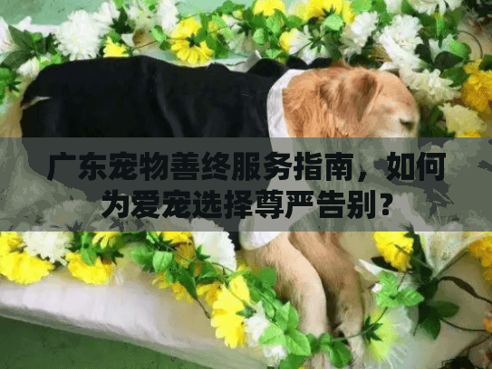 广东宠物善终服务指南，如何为爱宠选择尊严告别？
