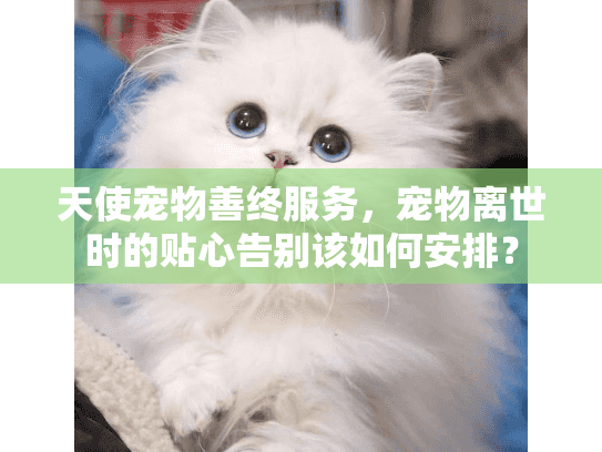 天使宠物善终服务，宠物离世时的贴心告别该如何安排？