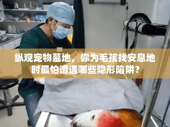 纵观宠物墓地，你为毛孩找安息地时最怕遭遇哪些隐形陷阱？