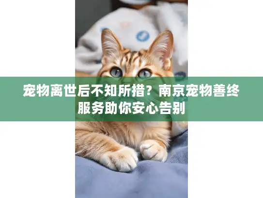 宠物离世后不知所措？南京宠物善终服务助你安心告别