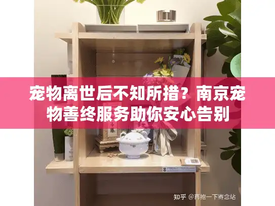 宠物离世后不知所措？南京宠物善终服务助你安心告别