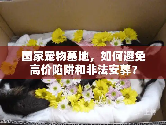国家宠物墓地，如何避免高价陷阱和非法安葬？