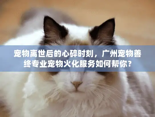 宠物离世后的心碎时刻，广州宠物善终专业宠物火化服务如何帮你？