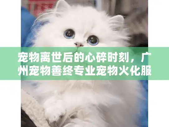 宠物离世后的心碎时刻，广州宠物善终专业宠物火化服务如何帮你？