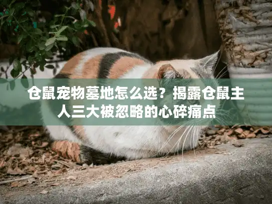 仓鼠宠物墓地怎么选？揭露仓鼠主人三大被忽略的心碎痛点