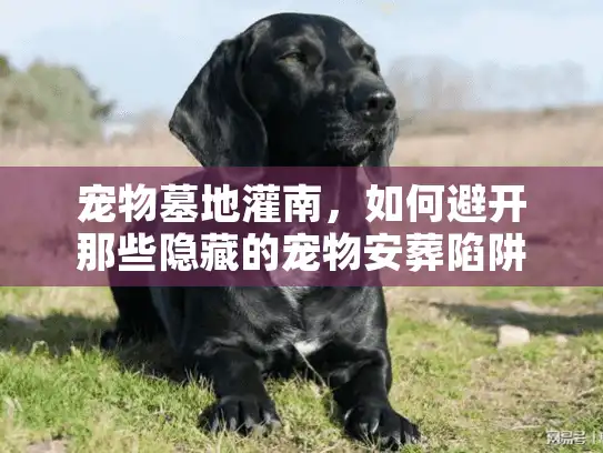 宠物墓地灌南，如何避开那些隐藏的宠物安葬陷阱？