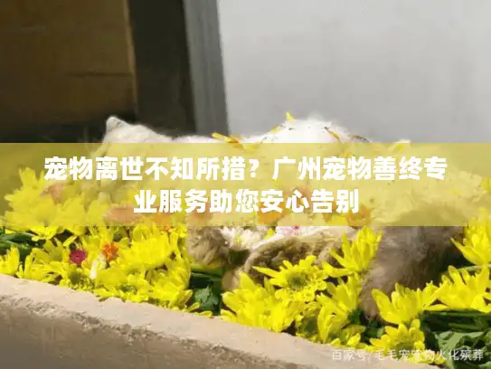 宠物离世不知所措?广州宠物善终专业服务助您安心告别 宠物离世不知所措?广州宠物善终专业服务助您安心告别