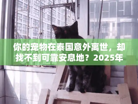 你的宠物在泰国意外离世，却找不到可靠安息地？2025年泰国宠物墓地避坑指南！