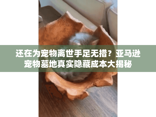 还在为宠物离世手足无措？亚马逊宠物墓地真实隐藏成本大揭秘