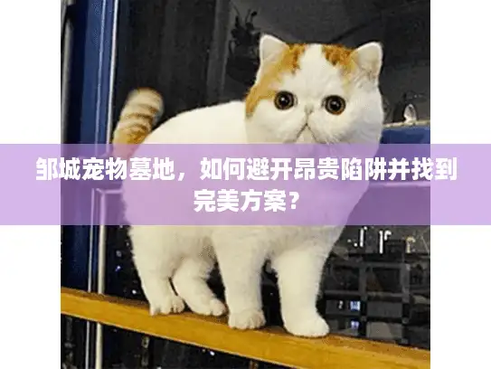 邹城宠物墓地,如何避开昂贵陷阱并找到完美方案? 邹城宠物墓地,如何避开昂贵陷阱并找到完美方案?