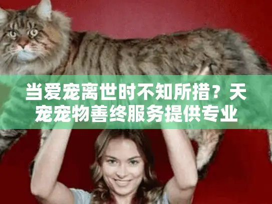 当爱宠离世时不知所措？天宠宠物善终服务提供专业告别方案